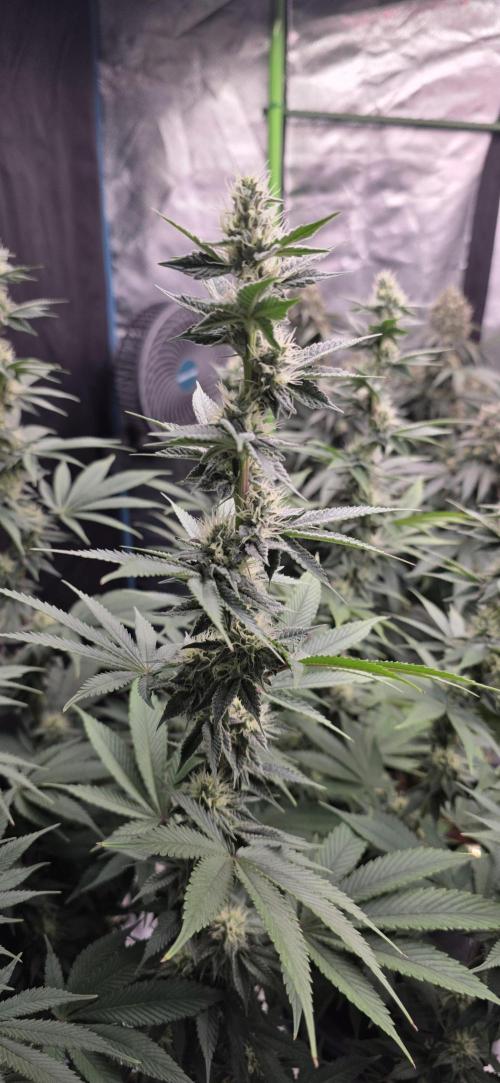 Permanent Marker - Traphouse Genetics. Week 13
