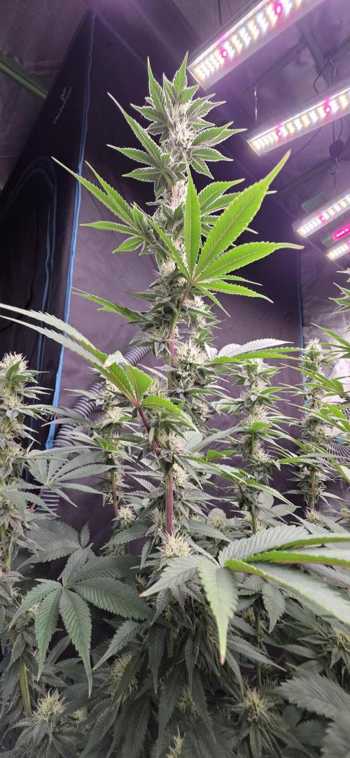 Permanent Marker - Traphouse Genetics. Week 13