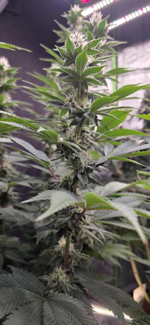 Permanent Marker - Traphouse Genetics. Week 13