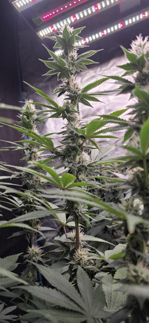 Permanent Marker - Traphouse Genetics. Week 13