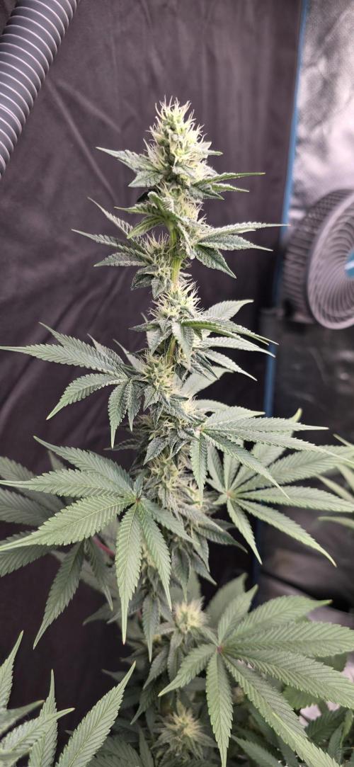 Permanent Marker - Traphouse Genetics. Week 13
