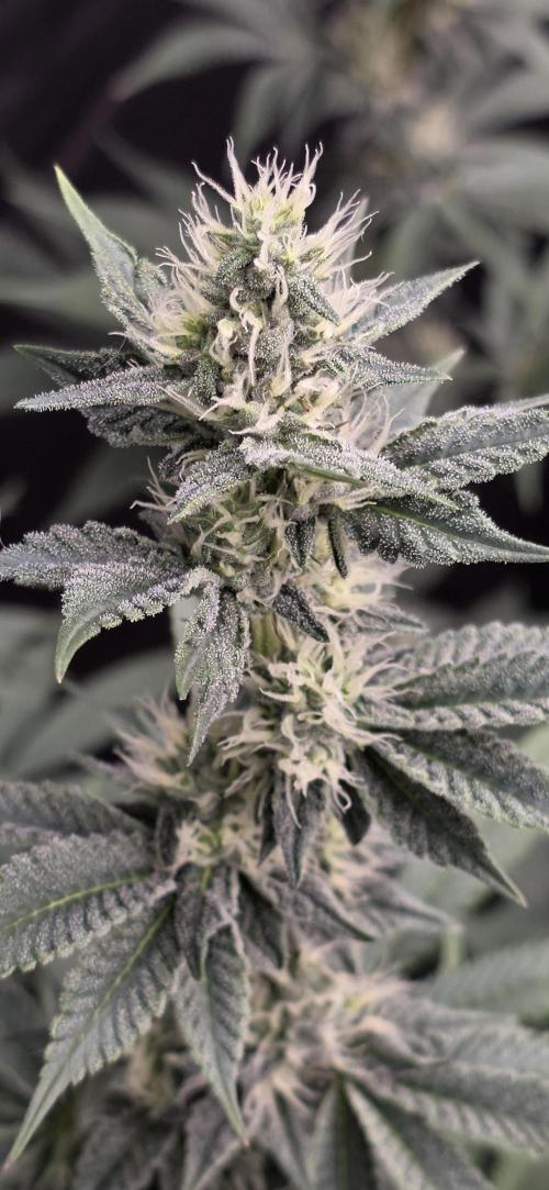 Permanent Marker - Traphouse Genetics. Week 13