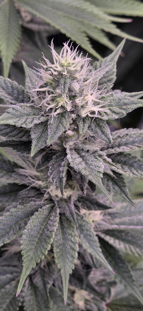 Permanent Marker - Traphouse Genetics. Week 13