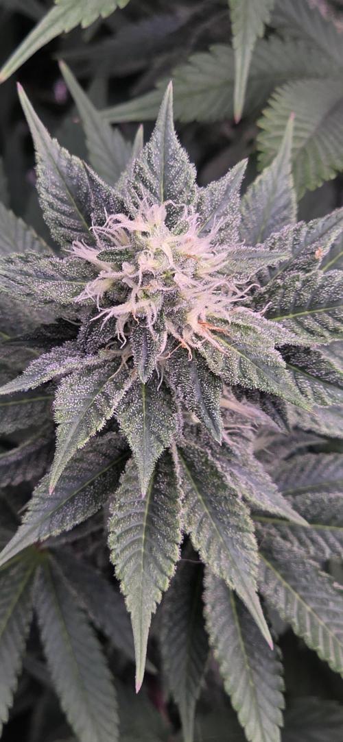 Permanent Marker - Traphouse Genetics. Week 13