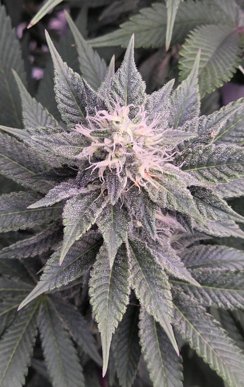 Permanent Marker - Traphouse Genetics. Week 13