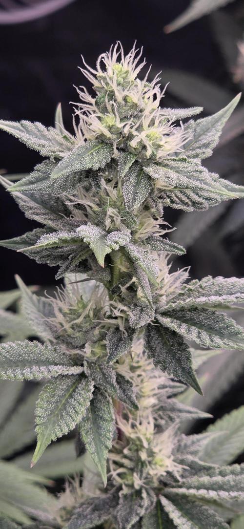Permanent Marker - Traphouse Genetics. Week 13
