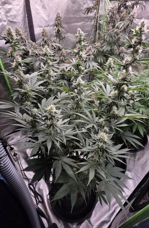 Permanent Marker - Traphouse Genetics. Week 13