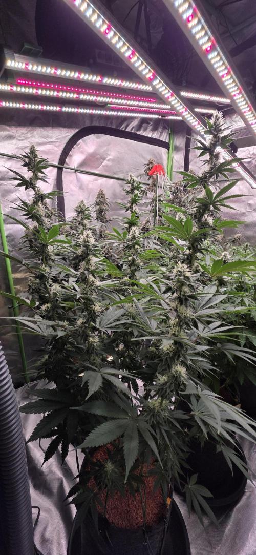 Permanent Marker - Traphouse Genetics. Week 13