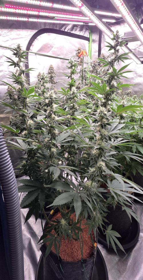 Permanent Marker - Traphouse Genetics. Week 13