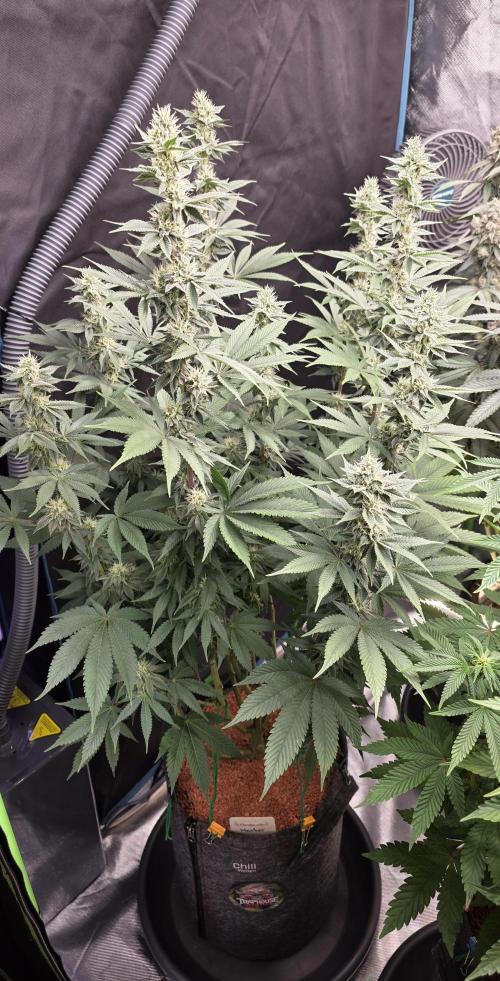 Permanent Marker - Traphouse Genetics. Week 13