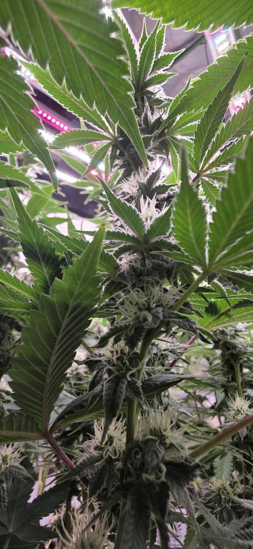 Permanent Marker - Traphouse Genetics. Week 13