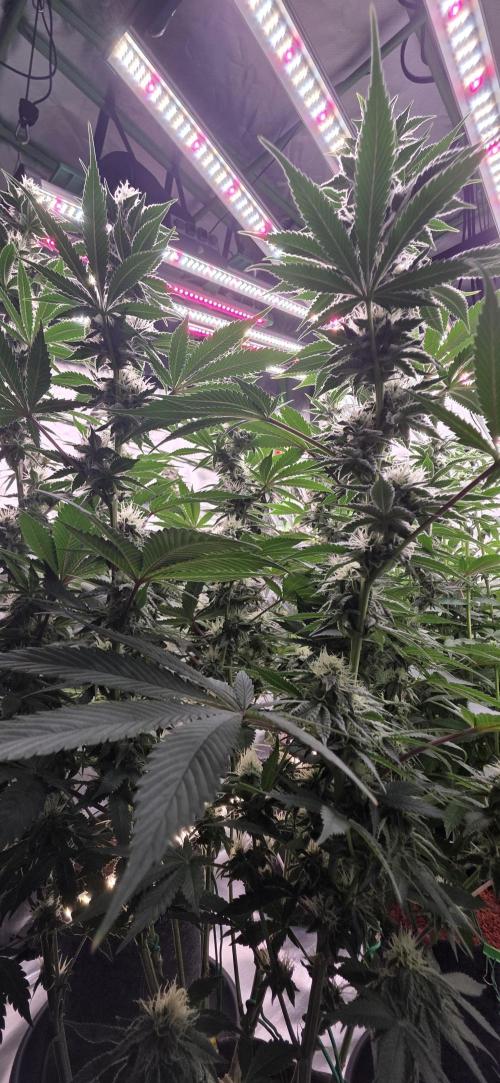 Permanent Marker - Traphouse Genetics. Week 13