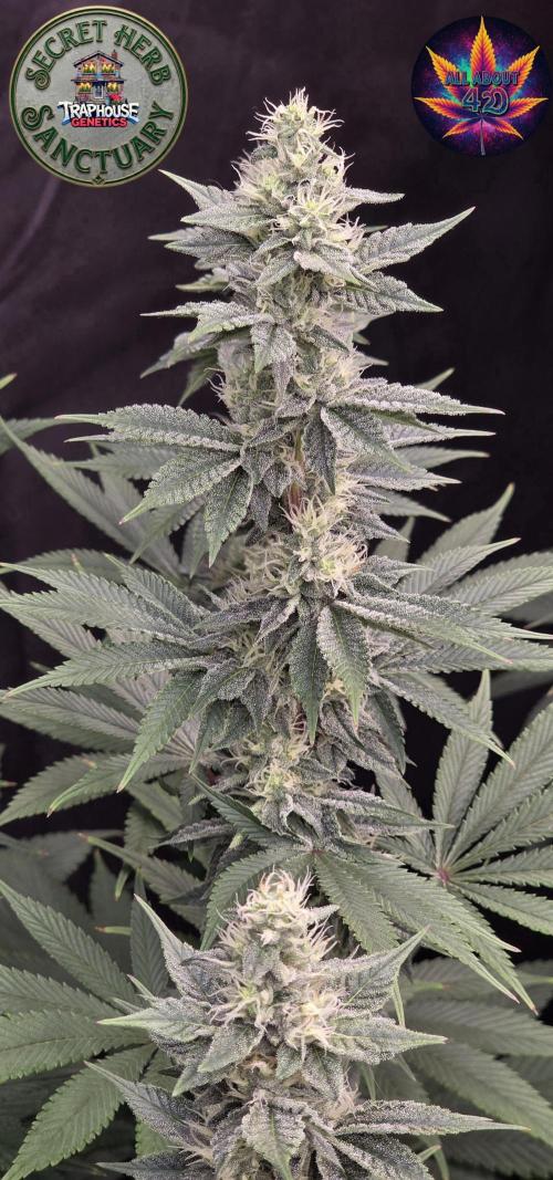 Permanent Marker - Traphouse Genetics. Week 13