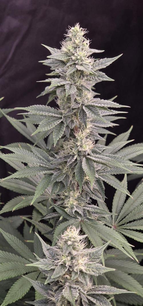 Permanent Marker - Traphouse Genetics. Week 13