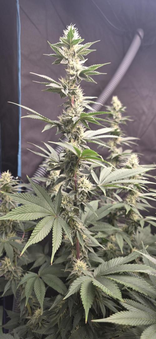 Permanent Marker - Traphouse Genetics. Week 13