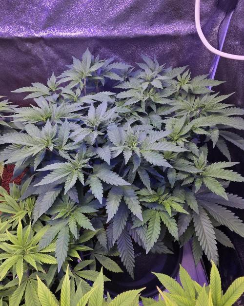 LOBSTER. Week 8