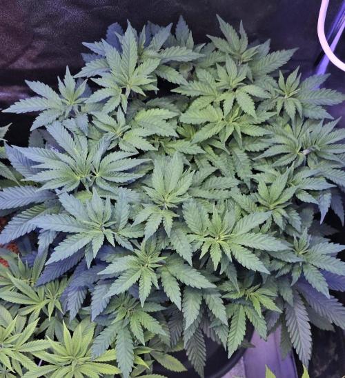 LOBSTER. Week 8