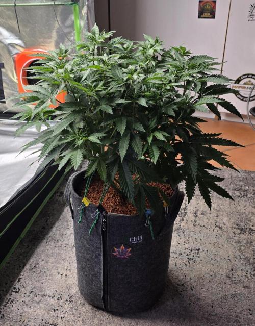 LOBSTER. Week 8