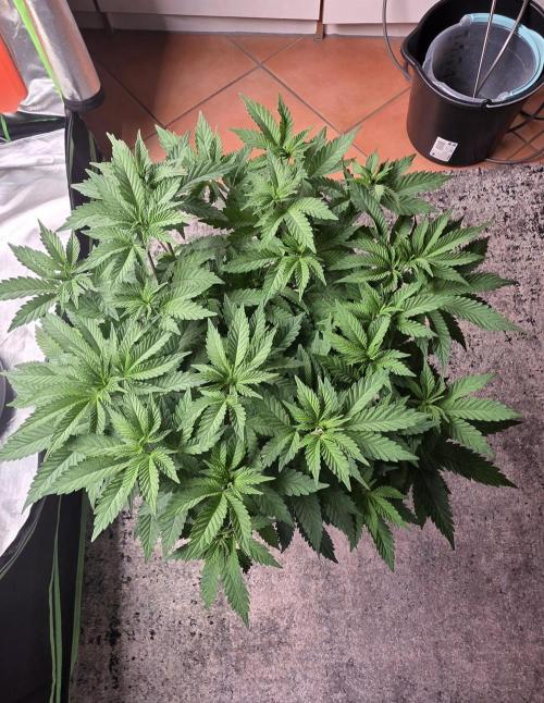 LOBSTER. Week 8