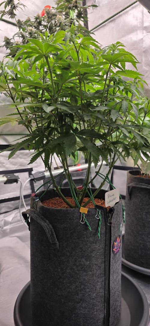 Blueberry Banana x Blue Lobster. Week 8