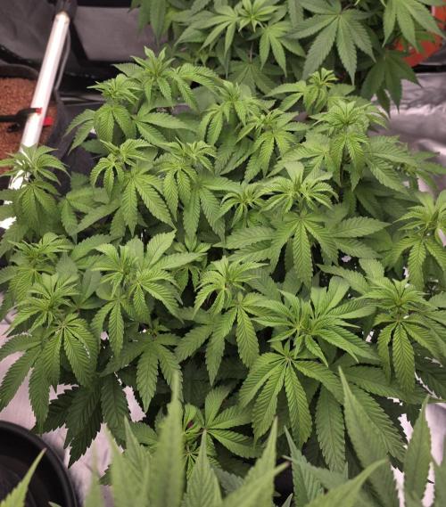 LOBSTER. Week 9