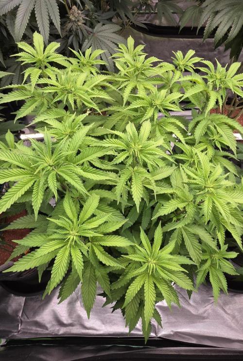 Blueberry Banana x Blue Lobster. Week 9