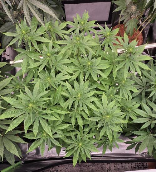 LOBSTER. Week 10