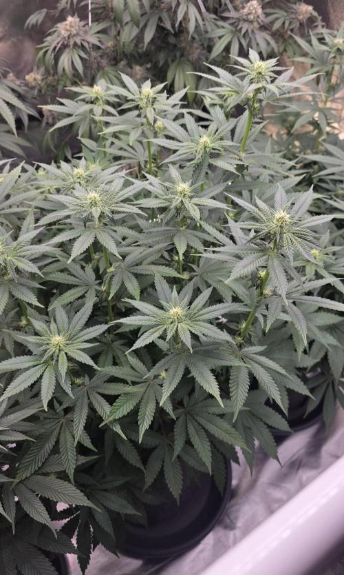 Blueberry Banana x Blue Lobster. Week 10