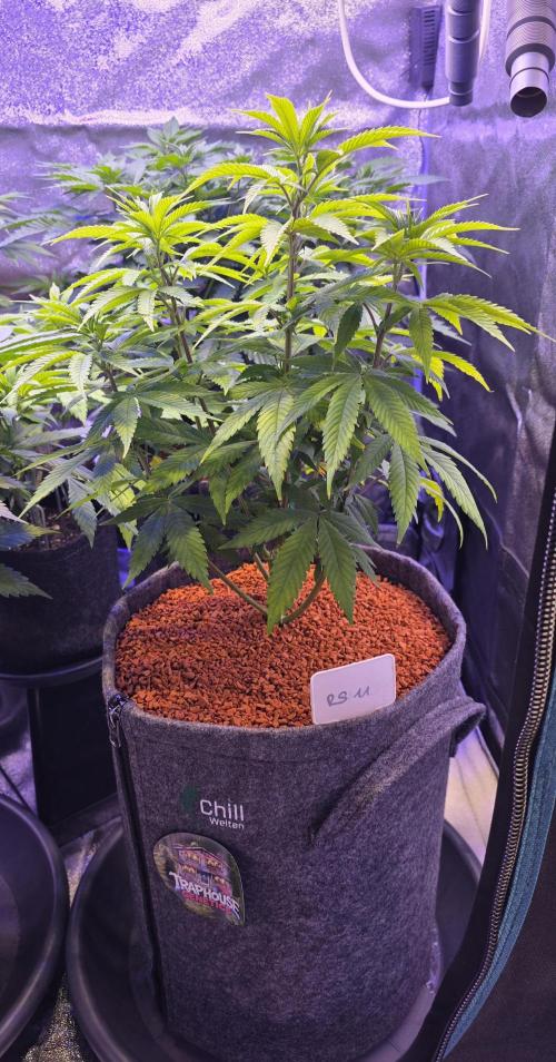 RS11 - Traphouse Genetics. Week 10