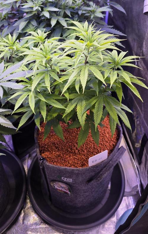 RS11 - Traphouse Genetics. Week 10