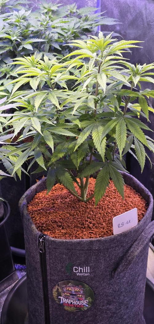 RS11 - Traphouse Genetics. Week 10