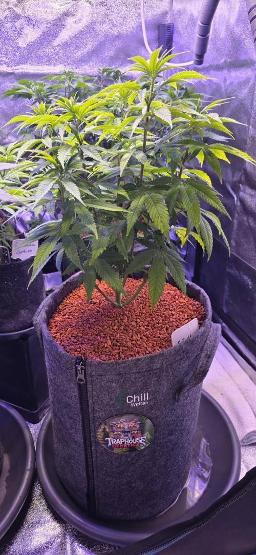 RS11 - Traphouse Genetics. Week 10
