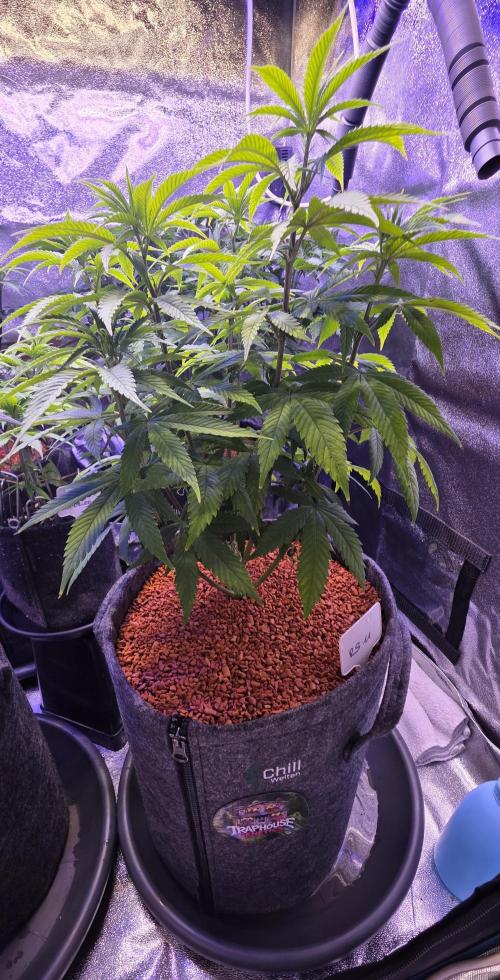 RS11 - Traphouse Genetics. Week 10