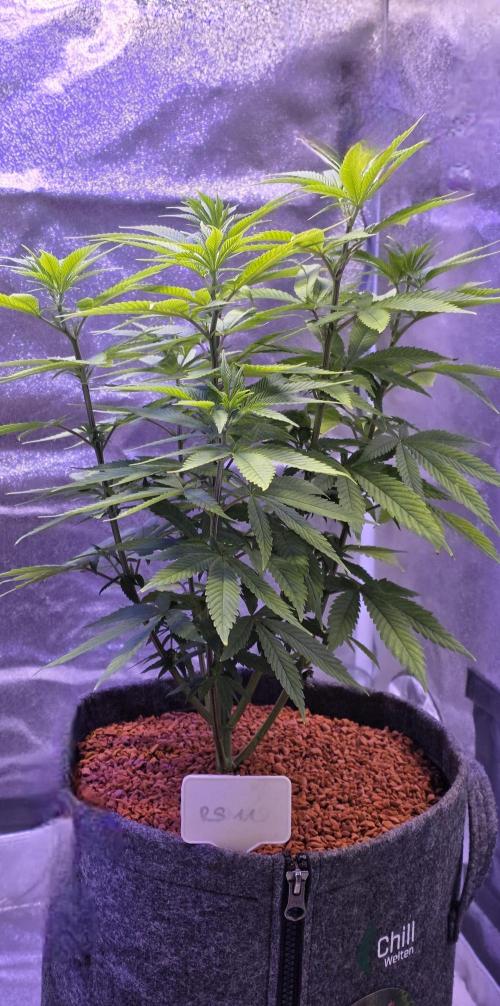 RS11 - Traphouse Genetics. Week 10