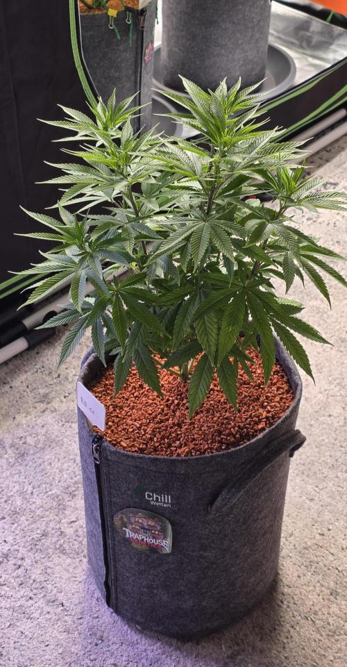 RS11 - Traphouse Genetics. Week 10