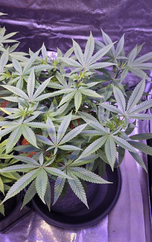 RS11 - Traphouse Genetics. Week 11
