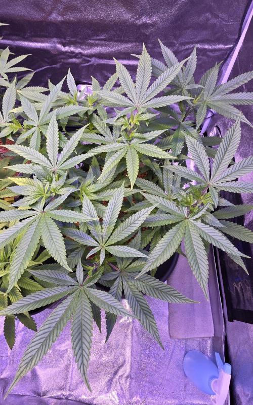 RS11 - Traphouse Genetics. Week 11