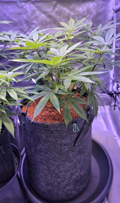 RS11 - Traphouse Genetics. Week 11