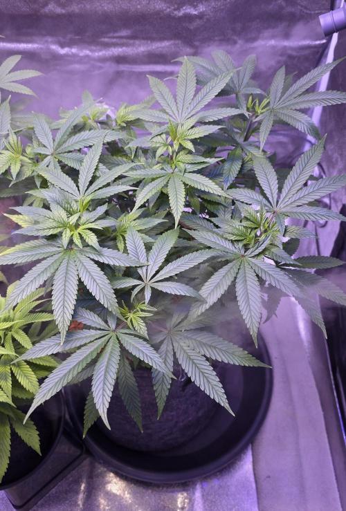 RS11 - Traphouse Genetics. Week 11