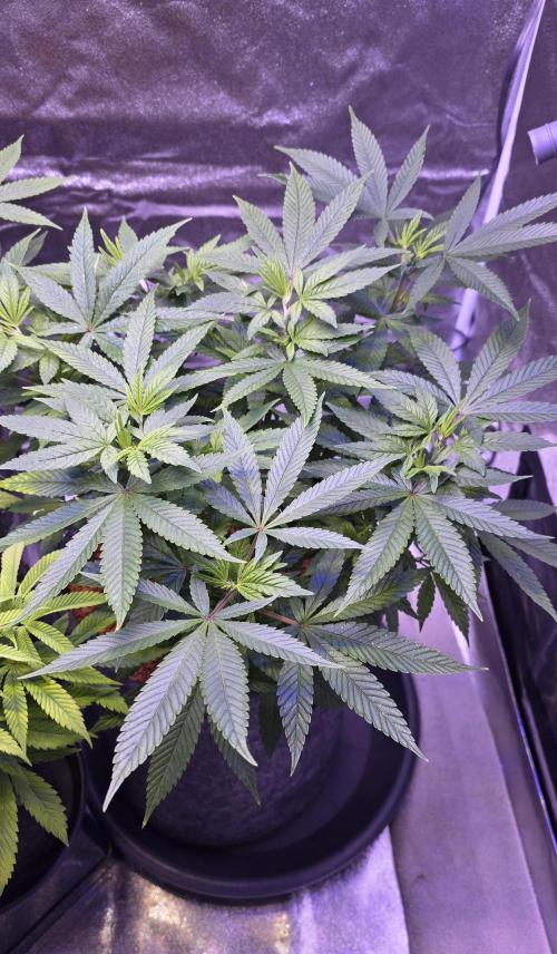 RS11 - Traphouse Genetics. Week 11