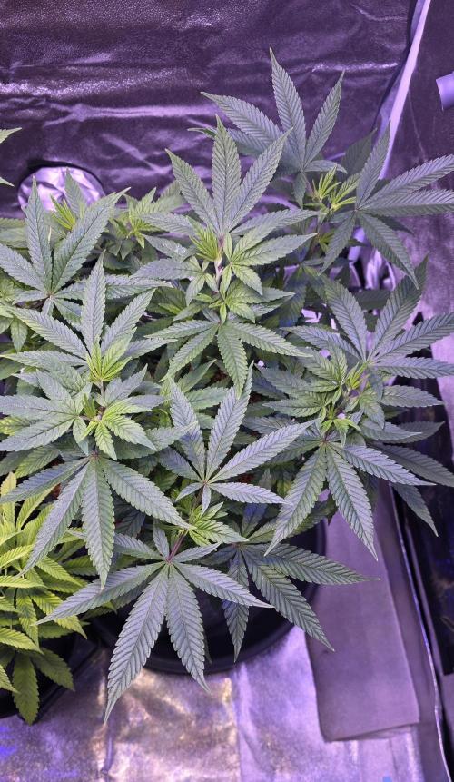 RS11 - Traphouse Genetics. Week 11