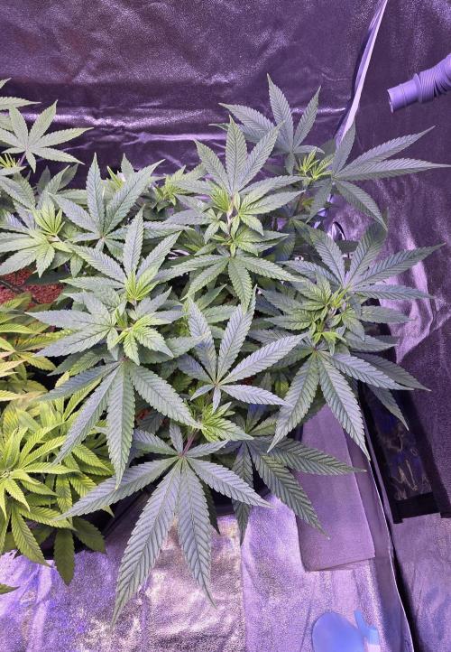 RS11 - Traphouse Genetics. Week 11