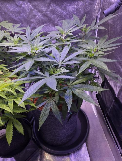 RS11 - Traphouse Genetics. Week 11