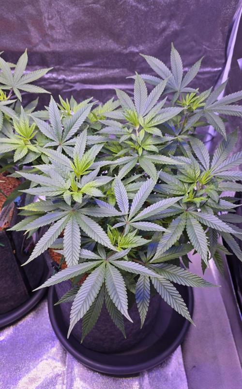 RS11 - Traphouse Genetics. Week 11
