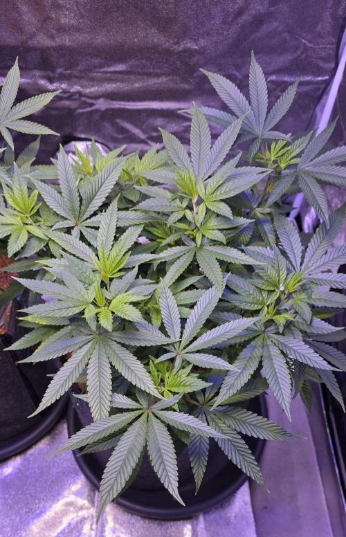 RS11 - Traphouse Genetics. Week 11