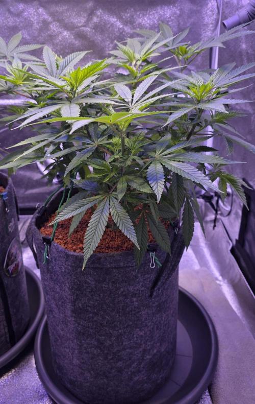 RS11 - Traphouse Genetics. Week 11