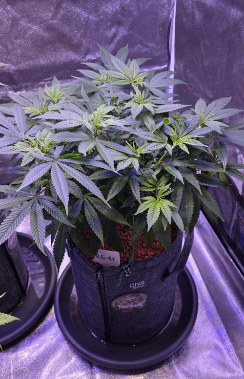 RS11 - Traphouse Genetics. Week 11