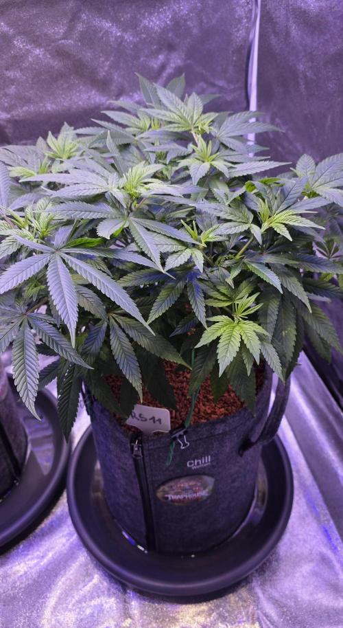 RS11 - Traphouse Genetics. Week 11