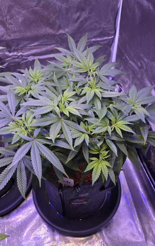RS11 - Traphouse Genetics. Week 11