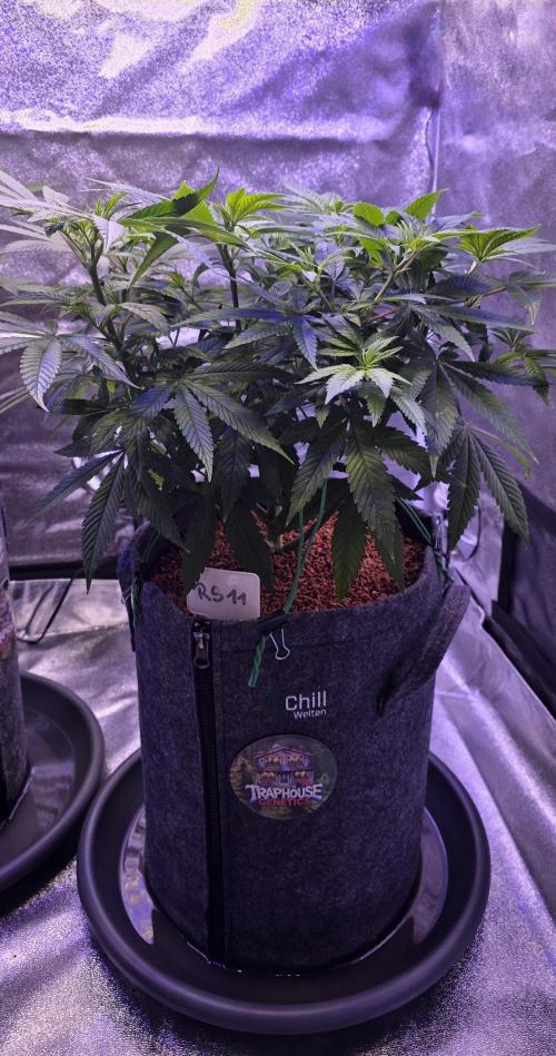 RS11 - Traphouse Genetics. Week 11